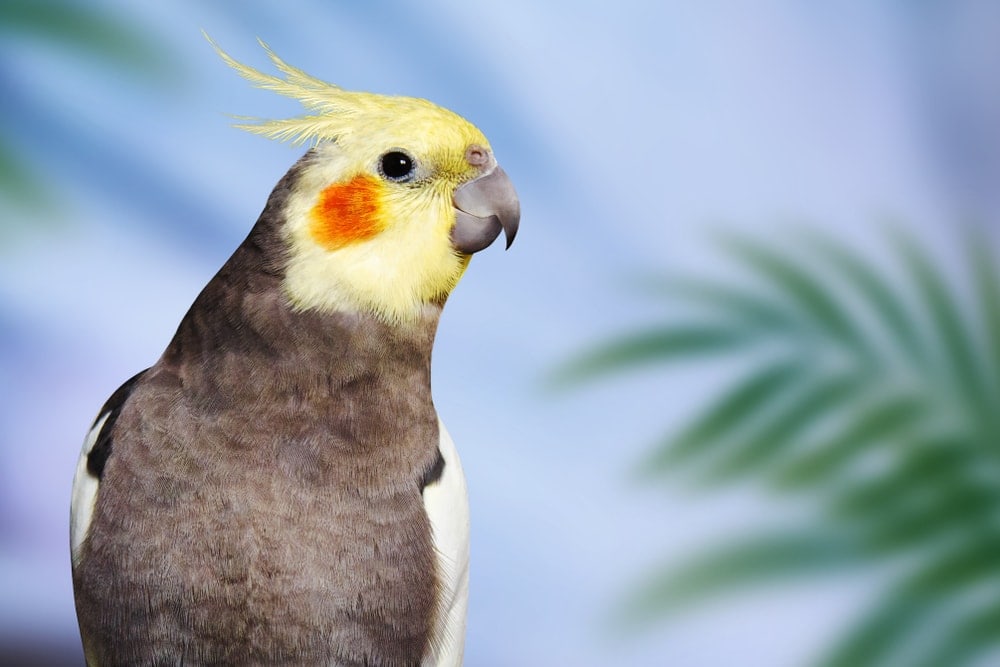 Cockatiel Care Guide Types, Lifespan & More » Petsoid