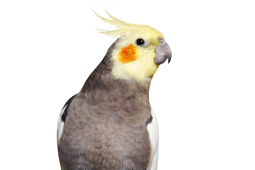 Cockatiel - Care Guide - Types, Lifespan & More - Petsoid