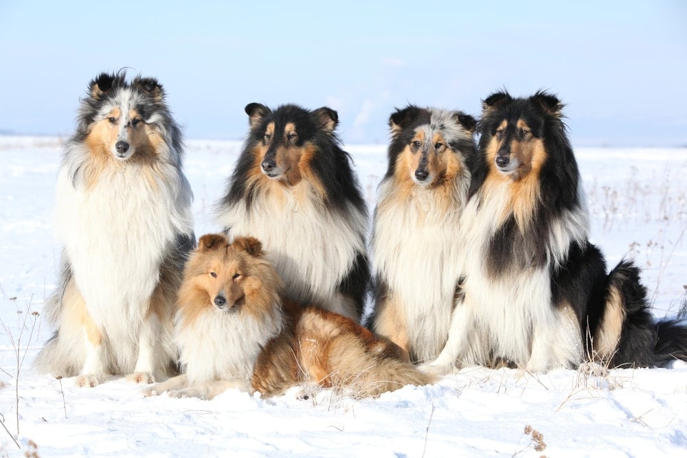 collies and shelties together