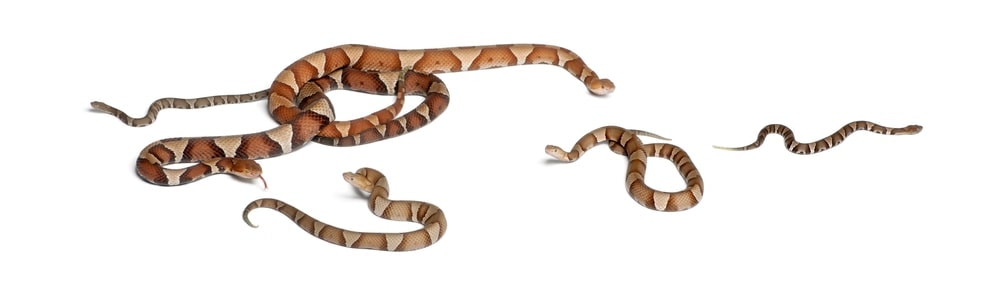 copperhead snakes