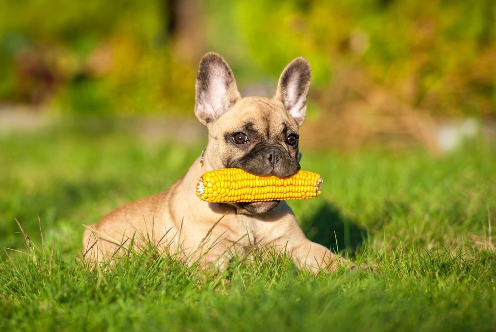 Can Dogs Eat Corn on the Cob? » Petsoid