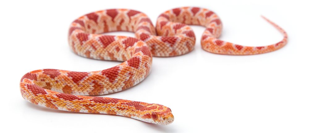 how-long-do-corn-snakes-live-in-captivity-petsoid