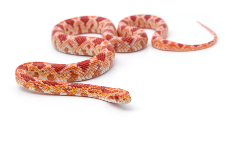 How Long Do Corn Snakes Live in Captivity? » Petsoid