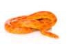 Corn Snake Care Guide & Prices