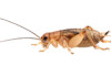 Best Places To Buy Live Crickets Online