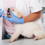 deworming puppy