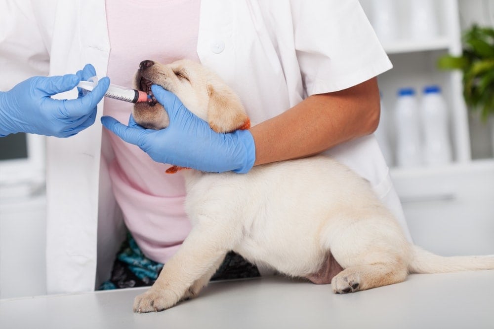 What Happens To Puppy After Deworming