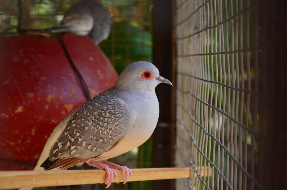 diamond dove in cage