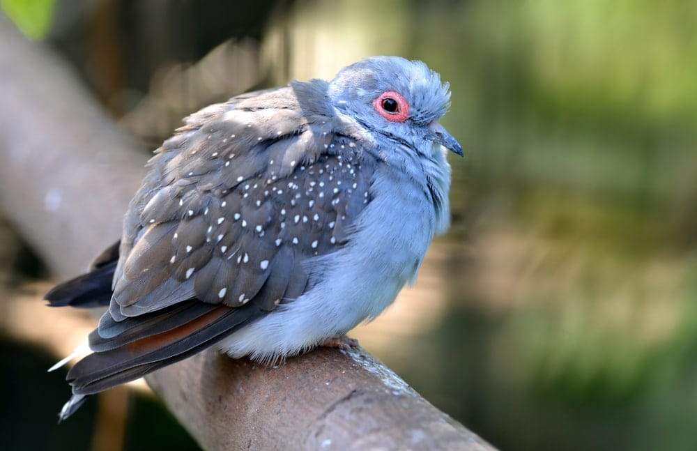 diamond dove on stick