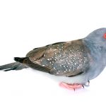 diamond dove white bg