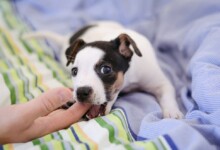 When Does a Puppy Stop Biting?
