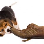 dog chewing shoe