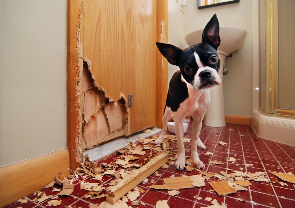 dog destroyed house