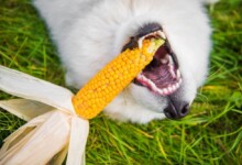 Can Dogs Eat Corn on the Cob?