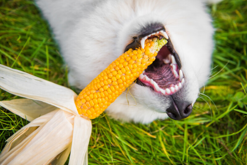Can Dogs Eat Corn on the Cob? » Petsoid