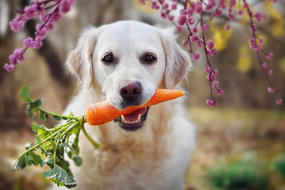 Vegetables That Are Safe for Dogs » Petsoid