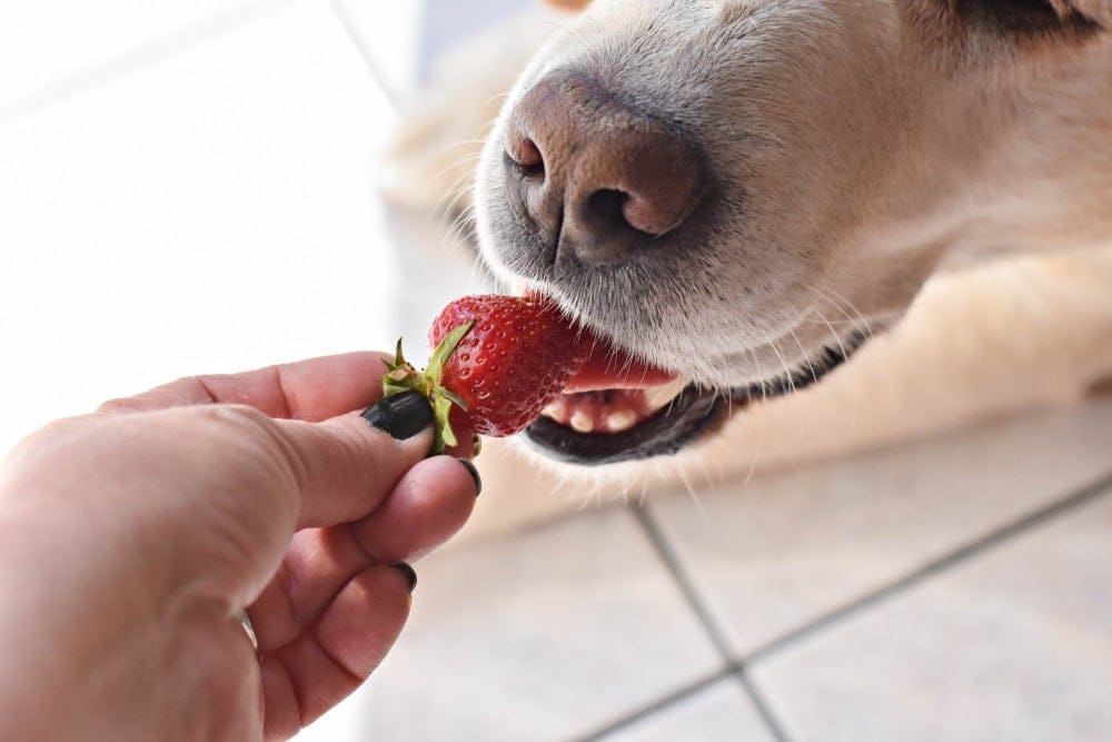 dog eating strawberries