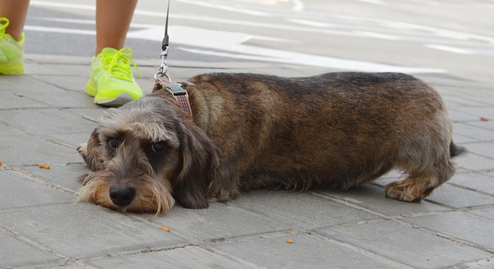 dog laying down on street