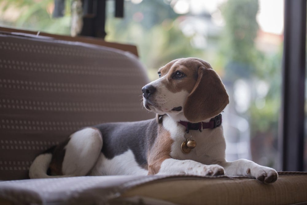 dog laying down