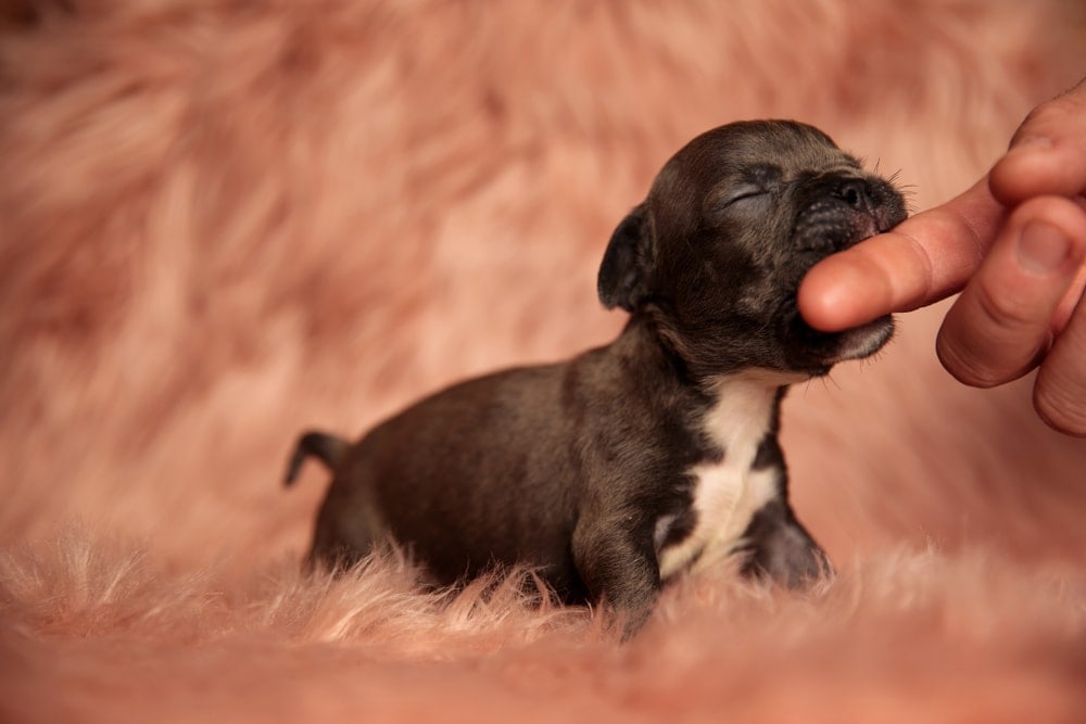 mordillements de chiens mignons