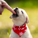 dog nibbles labrador 1