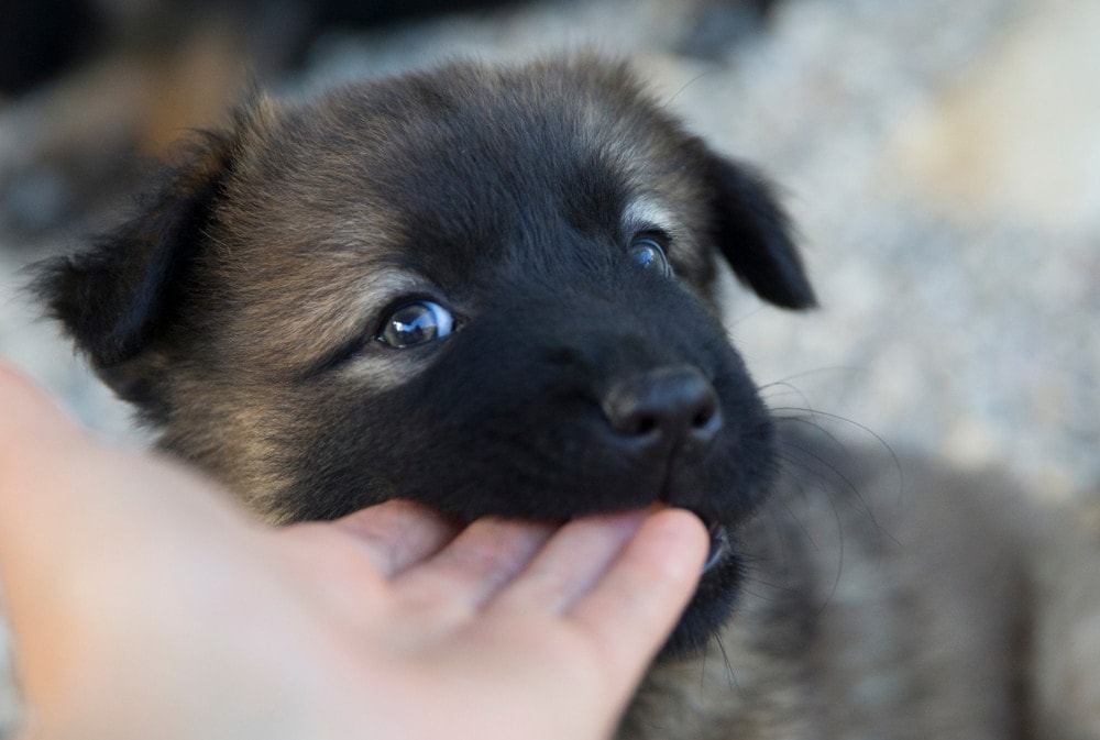 hond knabbelt aan puppy