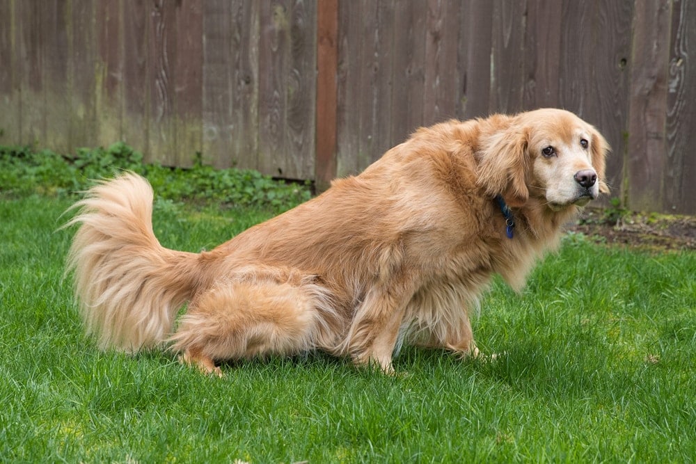 dog pee backyard