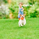 dog running backyard