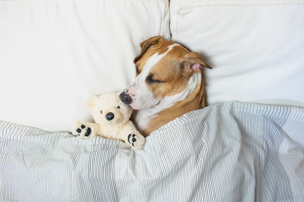 How To Get Your Dog To Sleep On His Bed at Douglas Smyth blog