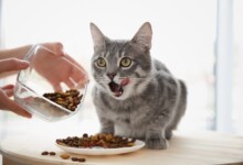 How Much Food should you give your Cat?