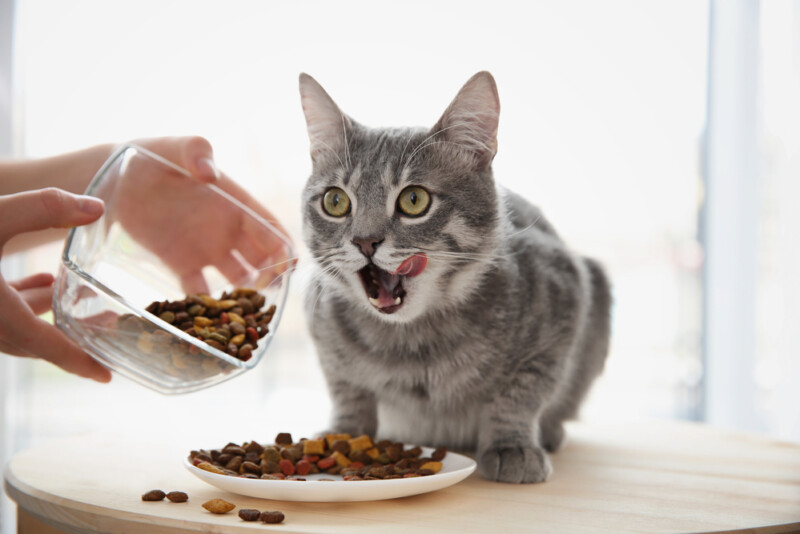 How Much Food should you give your Cat? » Petsoid