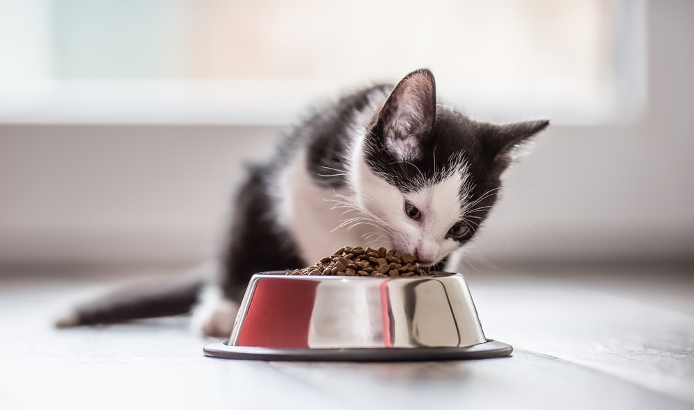 Feeding A Kitten Kitten Meals Sorts And Schedule