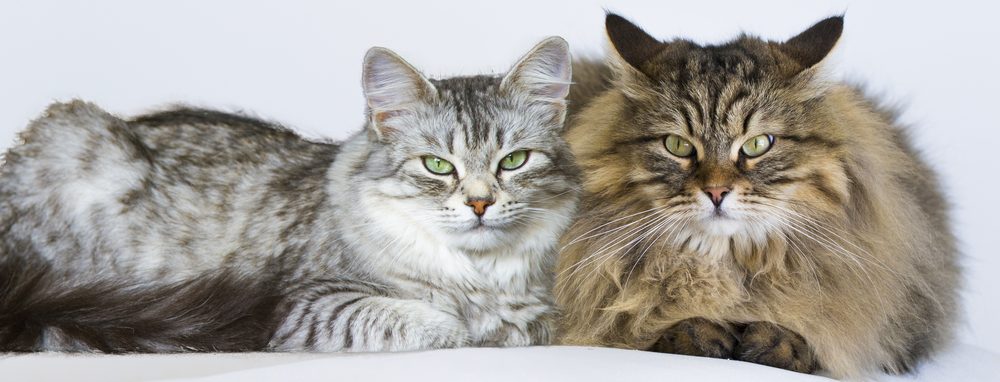 Male vs. Female Cats - Behavioral Differences - Petsoid