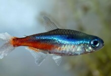 How to Treat Fin Rot in Aquarium Fish