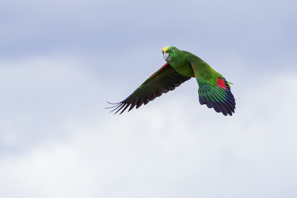 flying amazon parrot