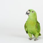 funnny amazon parrot