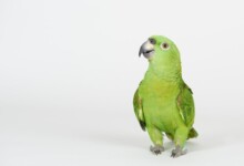 Amazon Parrot Care Guide - Types, Lifespan & More
