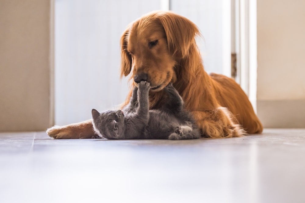 dogs and catnip