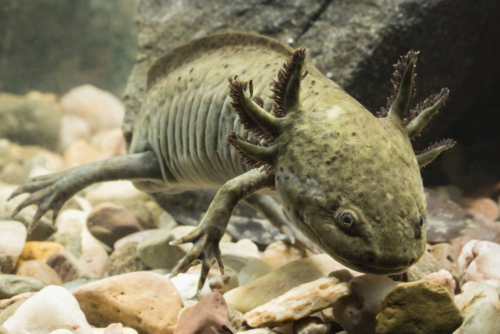 axolotl colors blue