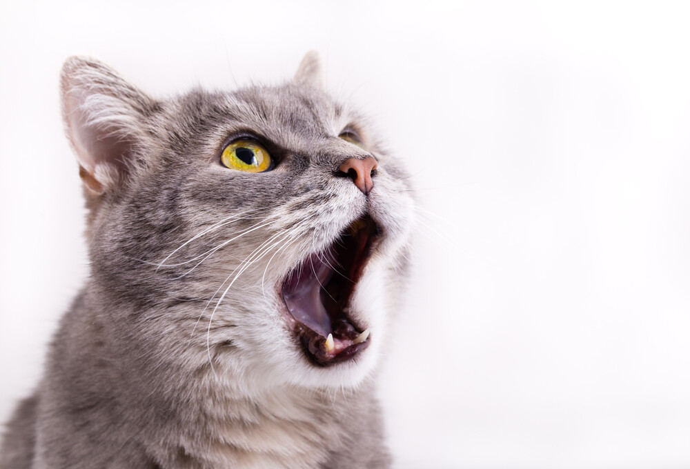 7 Reasons Why Your Cat is Meowing at Night » Petsoid