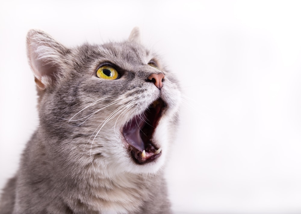gray meowing cat