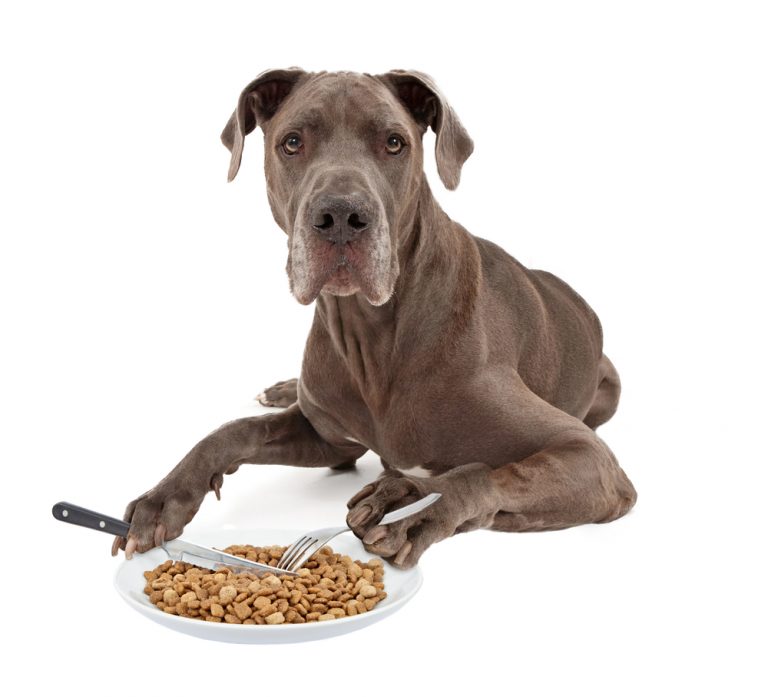 How much and often to feed a Great Dane Petsoid