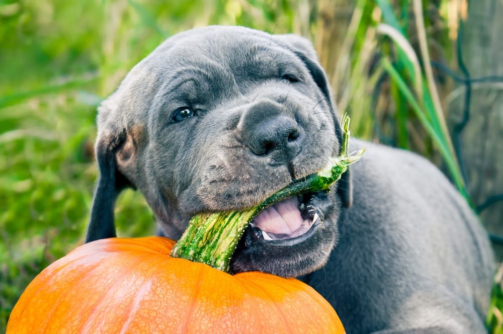 great dane puppy