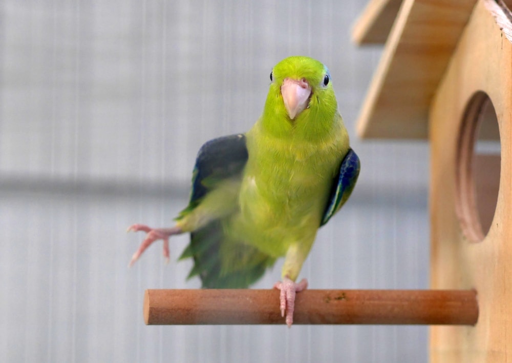 green Pacific Parrotlet
