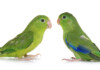 Pacific Parrotlet Care Guide - Diet, Lifespan & More