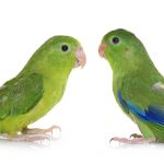 green Pacific Parrotlets