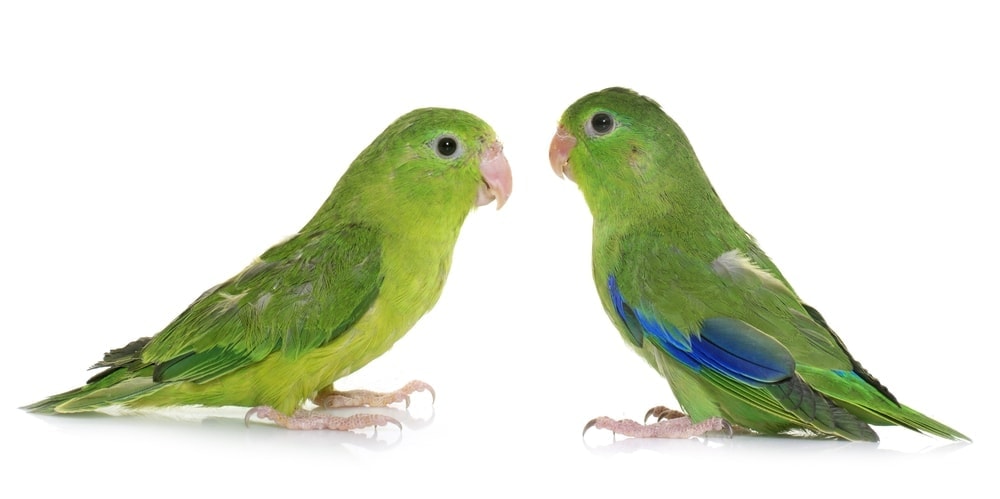 green Pacific Parrotlets