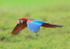 Green-Winged Macaw Care Guide, Info & Price