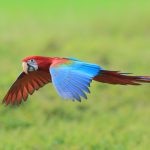 green winged macaw flying 1