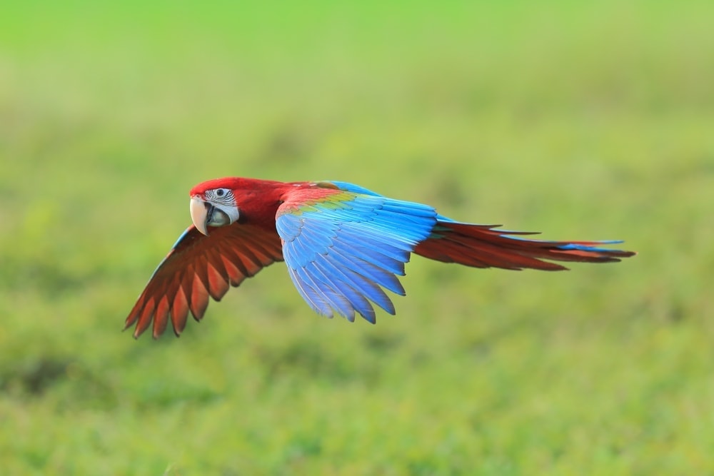 green winged macaw flying 1